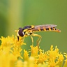 #18527 Hoverfly