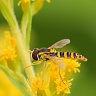 #18533 Hoverfly