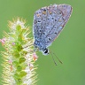 #18593 Butterfly