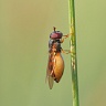 #18620 Fly (Melanostoma mellinium)