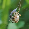 #19017 Spider with wasp (Ichneumon vulneratorius)