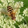 #20929 Hoverfly