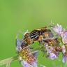 #20987 Hoverfly (Eristalinus sepulchralis -female)
