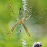 #21047 Spider with prey (Argiope bruennichi)