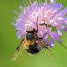 #21124 Fly (Eristalis intricaria?)