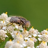 #21332 Fly (Eristalinus sepulchralis)