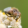 #21354 Fly (Eristalinus sepulchralis)