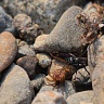 #21438 Wasp Spider with prey (Pompilidae fam.)