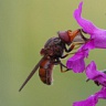 #23833 Fly (Rhingia campestris)