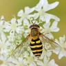 #23894 Hoverfly