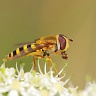 #23901 Hoverfly