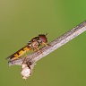 #25071 Hoverfly