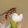 #28572 Hover fly