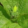 #28772 Spider