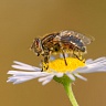 #32791 Fly (Eristalinus sepulchralis)