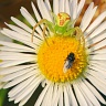 #32903 Crab Spider