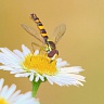 #32928 Hoverfly