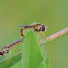 #82420 Hoverfly