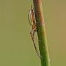#82743 Spider